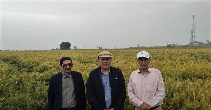 بازدید معاون فنی و بهبود کیفیت بذر و نهال شرکت خدمات حمایتی کشاورزی از مزارع بذور گندم استان گلستان