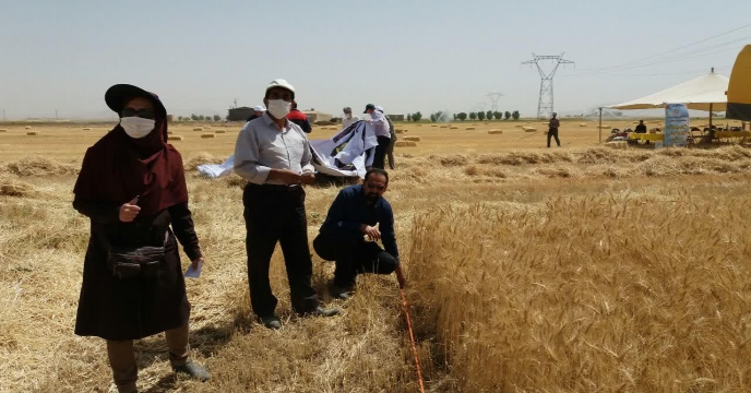 برگزاری روز مزرعه با حضور مسئولین محترم در مزرعه نمایشی پایلوت گندم - استان مرکزی تیرماه 139
