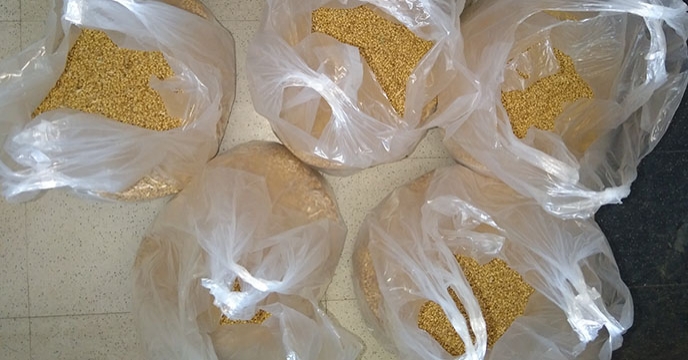نمونه گیری از گندم برداشت شده از مزرعه پایلوت تغذیه کودی گندم استان همدان