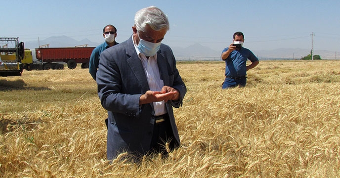 مهندس عباس کشاورز قائم مقام وزیر جهاد کشاورزی از مزرعه پایلوت تغذیه کودی گندم استان همدان بازدید کردند.