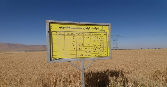 بازدید کارشناسان از مزرعه نمایشی پایلوت گندم 25 خرداد ماه 1399 - استان مرکزی
