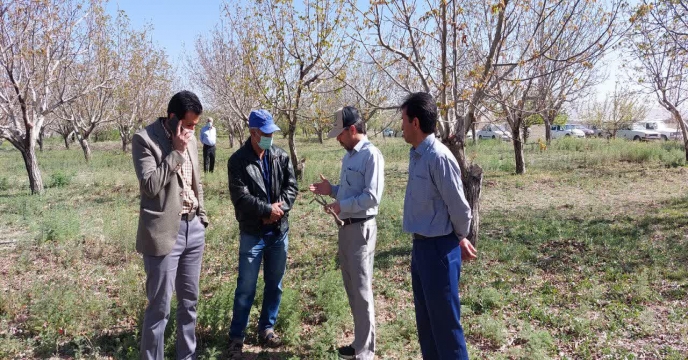 برگزاری دوره آموزشی پیوند نهال گردو برای باغداران در شهرستان خمین