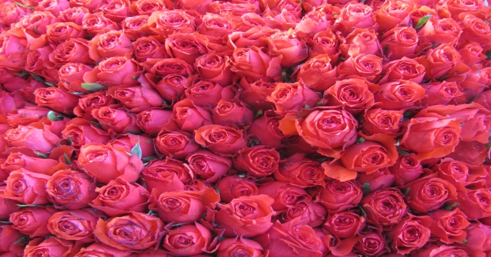 تولید سالانه ۱۹۵ میلیون عدد گل زینتی در استان البرز
