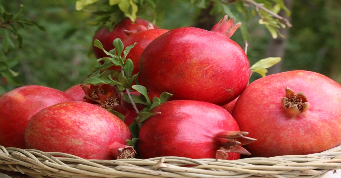 توزیع بیش از712 تن انواع کود کشاورزی یارانه ای به شهرستان ساوه ، زرندیه و حومه در بهمن ماه 1404