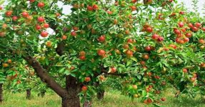 برداشت سیب در استان سمنان