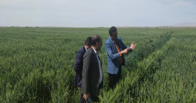 بازدید مدیریت فنی و بهبود کیفیت بذر و نهال از مزارع بذور گندم استان سمنان