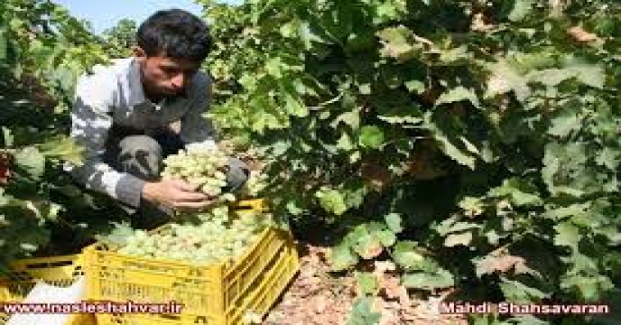 برداشت 35 هزار تن انگور در شاهرود
