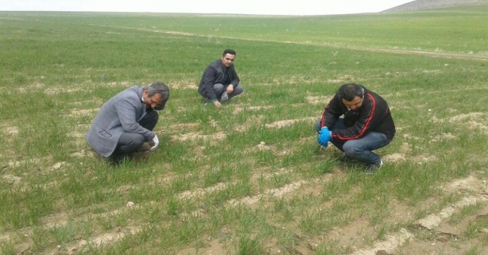 بازدید از مزارع نمونه گندم بذری شهرستان شاهرود