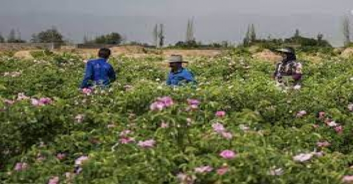 پیش بینی تولید 650 تن گل محمدی در استان سمنان