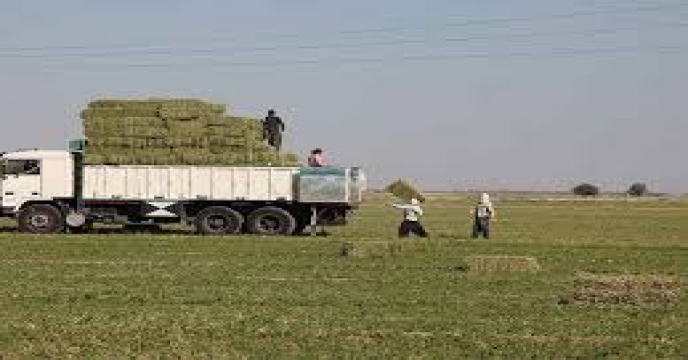 پیش بینی افزایش محصولات کشاورزی در شهرستان شاهرود