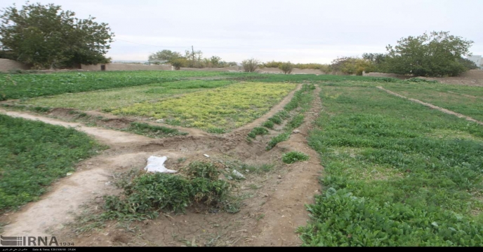 تامین کود برای مزارع سبزی و صیفی استان سمنان