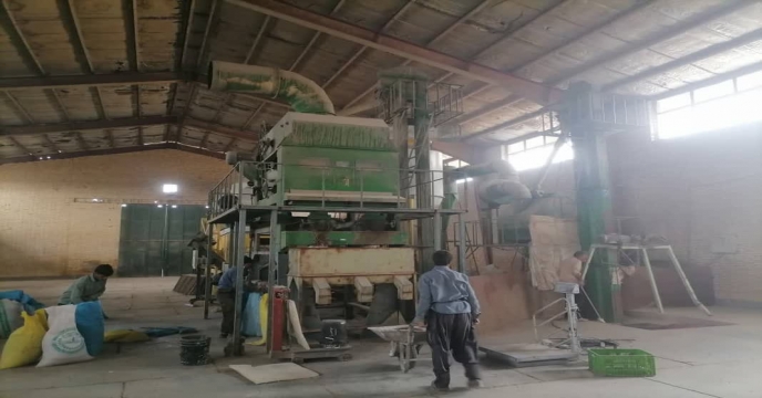 بوجاری بذر لوبیا قرمز