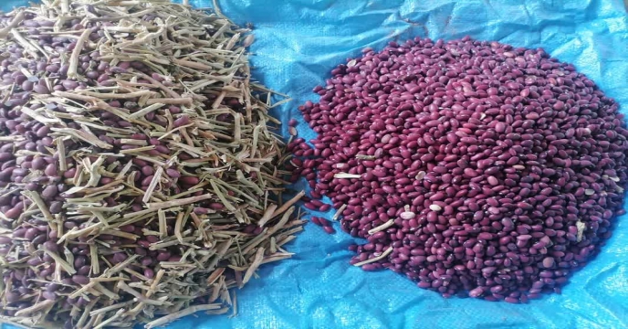 بوجاری بذر لوبیا قرمز