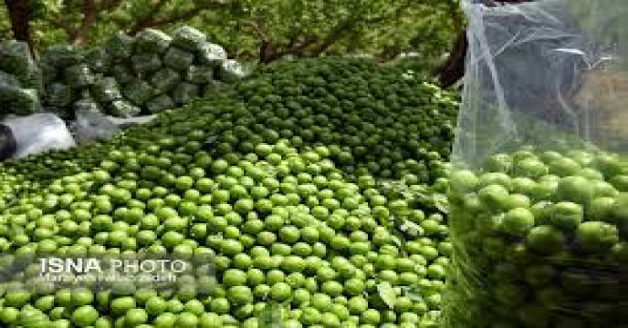 تامین کود مزارع گوجه سبز در استان سمنان