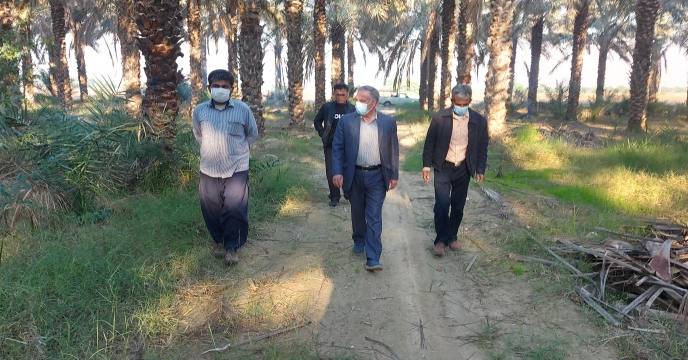 بازدید مدیر شرکت خدمات حمایتی کشاورزی استان بوشهر از نخیلات نهالستان لاور خورموج