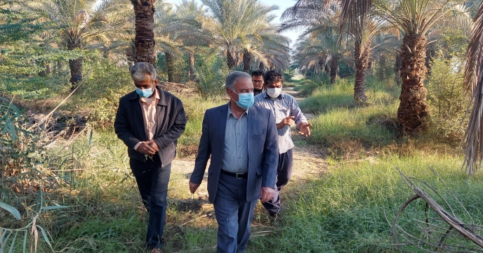 بازدید مدیر شرکت خدمات حمایتی کشاورزی استان بوشهر از نخیلات نهالستان لاور خورموج