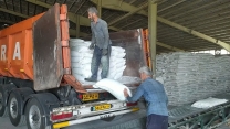 شیرینیِ محصول از دل مزرعه می‌آید؛ روایت یک فصل چغندرکاری در نهاوند