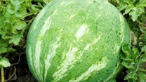 بیش از ۱۰۰۰ تن کود در حاجی‌آباد توزیع شد؛ پشتیبانی از تولید صیفی جات