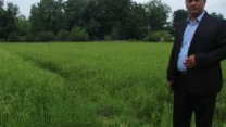 سهم کود کشاورزی گیلان برای مزارع گندم در هفت ماهه ی سال زراعی جاری