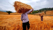 حمایت از امنیت غذایی با توزیع بیش از 130 تن کود کشاورزی  برای کشت جو در شهرستان قزوین