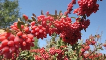 حضور شرکت های دانش بنیان تولید کننده کودهای ارگانیک در جشنواره ملی زرشک در استان خراسان جنوبی