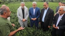 بازدید وزیر جهاد کشاورزی از باغات چای و کارخانه چایسازی در لاهیجان