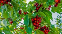 توزیع بیش از 169 تن کود کشاورزی در راستای ارتقای کیفیت محصول گیلاس توسط شرکت خدمات حمایتی کشاورزی استان قزوین