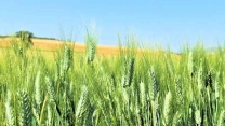 توزیع هدفمند انواع کودکشاورزی  در منطقه جنوب کرمان از طریق صدور حواله الکترونیک 
