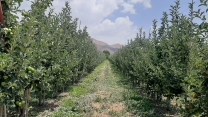 بیش از 160تن کود یارنه ایی اوره در بین کشاورزان و باغداران شهرستان دماوند توزیع شد