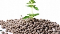 در مسیر ارتقاء تولیدات کشاورزی ،تزریق کود با صدور 165فقره حواله برای شهرستان میرجاوه استان سیستان وبلوچستان 