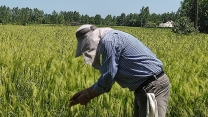 بازدید کارشناس ناظر شرکت از مزارع پیمانکار تکثیر بذر