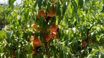 مقدار 200 تن کود اوره از ابتدای سال جاری تا پایان تیرماه در بین باغداران و کشاورزان شهرستان ملارد توزیع گردید 