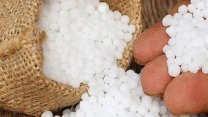 حمایت از بهره برداران و کشاورزان شهرستان لردگان با ارسال محموله 25 تنی کود اوره یارانه ای بخش کشاورزی از مبدا مرودشت