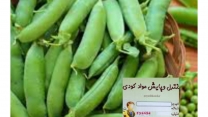 توزیع مقدار ۲تن کود کشاورزی یارانه ای برای مزارع نخود فرنگی شهرستان  علی آباد کتول در پنج ماه سال جاری