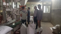 بوجاری ، ضدعفونی، کیسه گیری و پارت چینی بیش از یک هزار و 155 تن  بذر گندم
