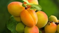 تسهیل در روند توزیع نهاده‌های کشاورزی؛ گام شرکت خدمات حمایتی برای ارتقای باغداری در گلستان