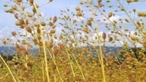 توزیع مقدار ۲۰۸ تن کود کشاورزی یارانه ای برای مصرف سرک کاملینا استان گلستان