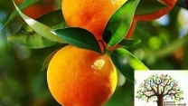 روند توزیع کود برای باغات پرتغال گلستان ؛ از حمایت کارگزاران تا دسترسی کشاورزان به نهاده ها