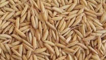 توزیع کامل بذر برنج در استان‌های گیلان و مازندران
