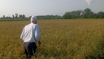 بازدید کارشناس ناظر شرکت از اراضی پیمانکار تکثیر بذور برنج