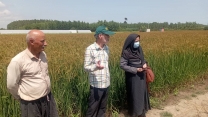 بازدید کارشناسان ناظر طرح پایلوت برنج از مزارع تولید بذر برنج