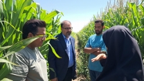 بازدید میدانی مدیر خدمات حمایتی کشاورزی کرمان از مزارع بردسیر برای تأمین کود