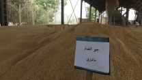 تدارک و تامین بیش از 1300 تن بذر گندم و جو در شرکت خدمات حمایتی کشاورزی استان چهارمحال وبختیاری