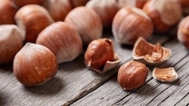 تامین  و جذب 308 تن کود در باغات فندق گیلان 