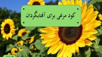 توسعه کشت آفنابکردان  با پشتوانه کود یارانه ای در گلستان