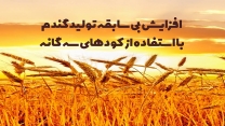 دستیابی به افزایش بیش از 4.5 میلیون تن تولید گندم با رشد 30 درصدی توزیع کودهای کشاورزی