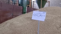تامین بیش از 300 تن گندم بذری در استان سمنان تا کنون