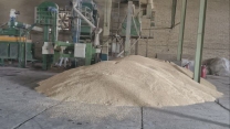 تا کنون بیش از 500 تن بذر گندم از کشاورزان طرف قرارداد خریداری شده است