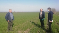 بازدید از مزرعه تکثیری گندم  حسین  دزج در روستای هاشم آباد  گرگان