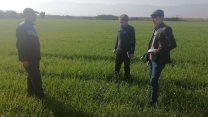 بازدید از مزرعه تکثیری موسسه تحقیقات پنبه کشور در روستای هاشم آباد گرگان